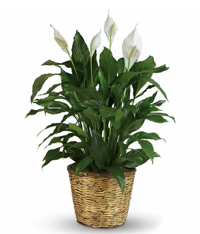 Peace Lily Plant