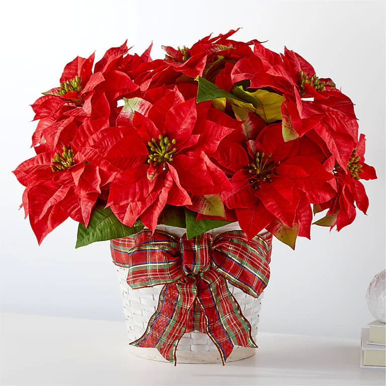 Holidays Red Poinsettia