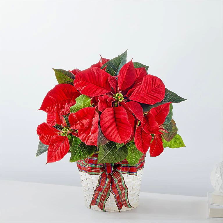 Holidays Red Poinsettia