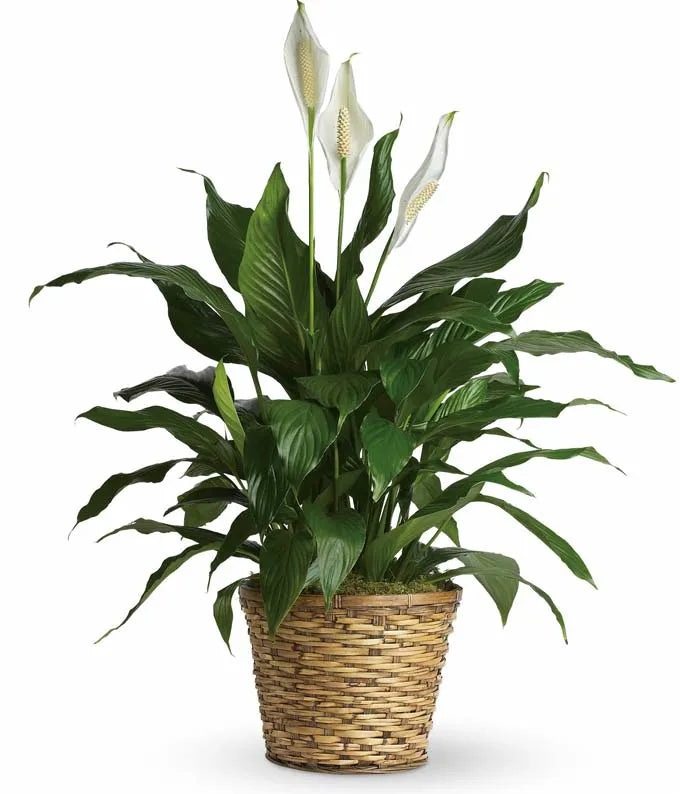 Peace Lily Plant